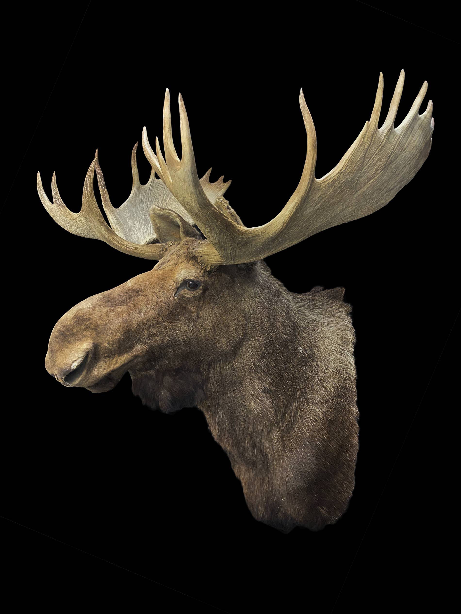 Andy Warhol mounted Moose head