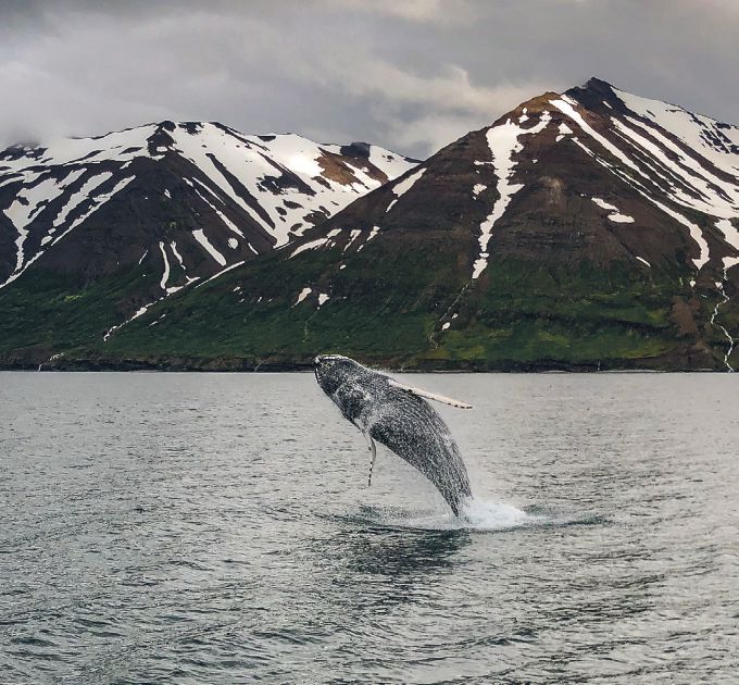 Whale watching is just one of the adrenaline-pumping experiences available to guests PHOTO COURTESY OF ELEVEN EXPERIENCE