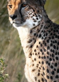 CHEETAH PHOTO BY GUENTERGUIN/ISTOCK;