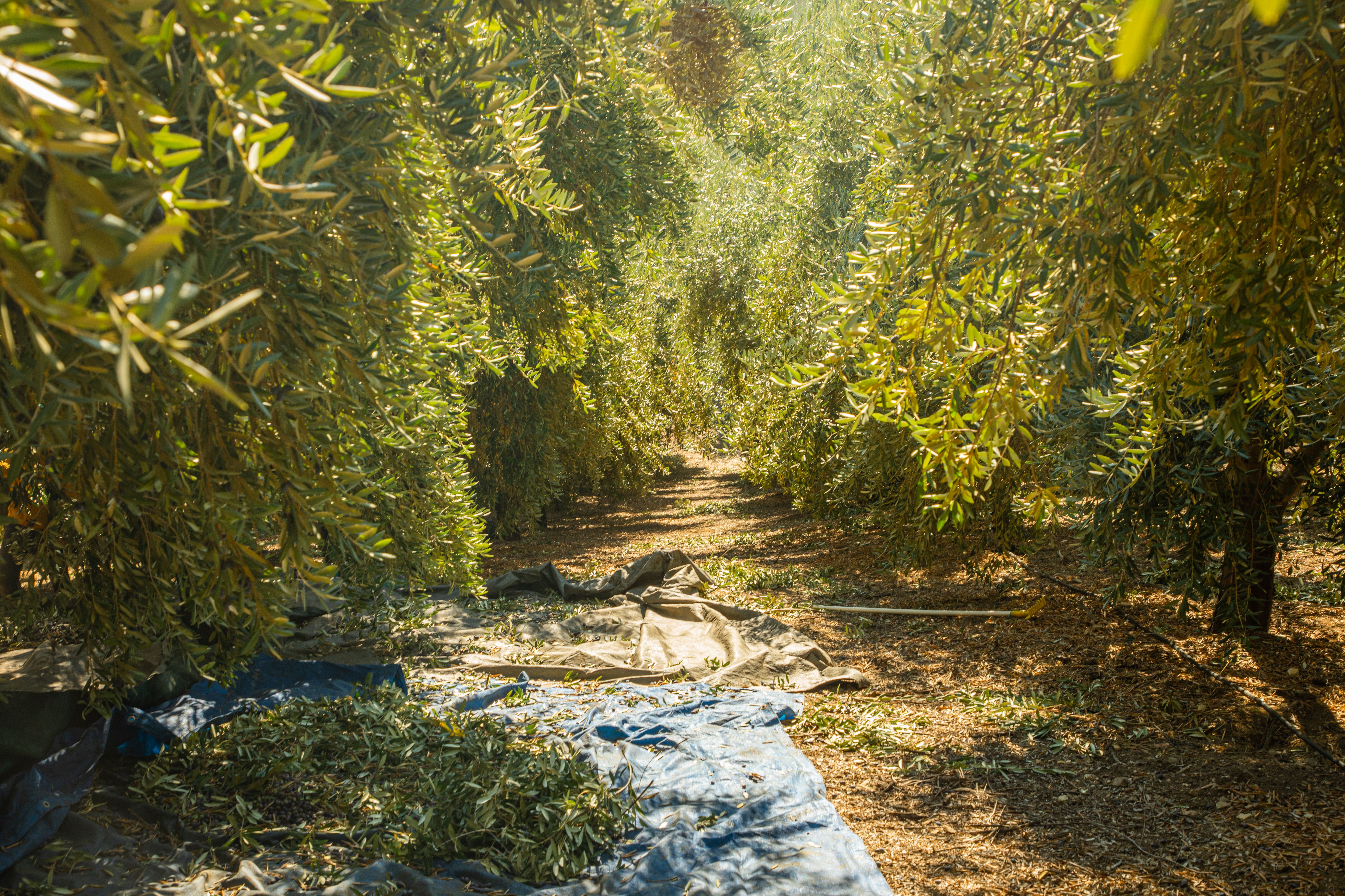 Pasolivo Olive Orchard