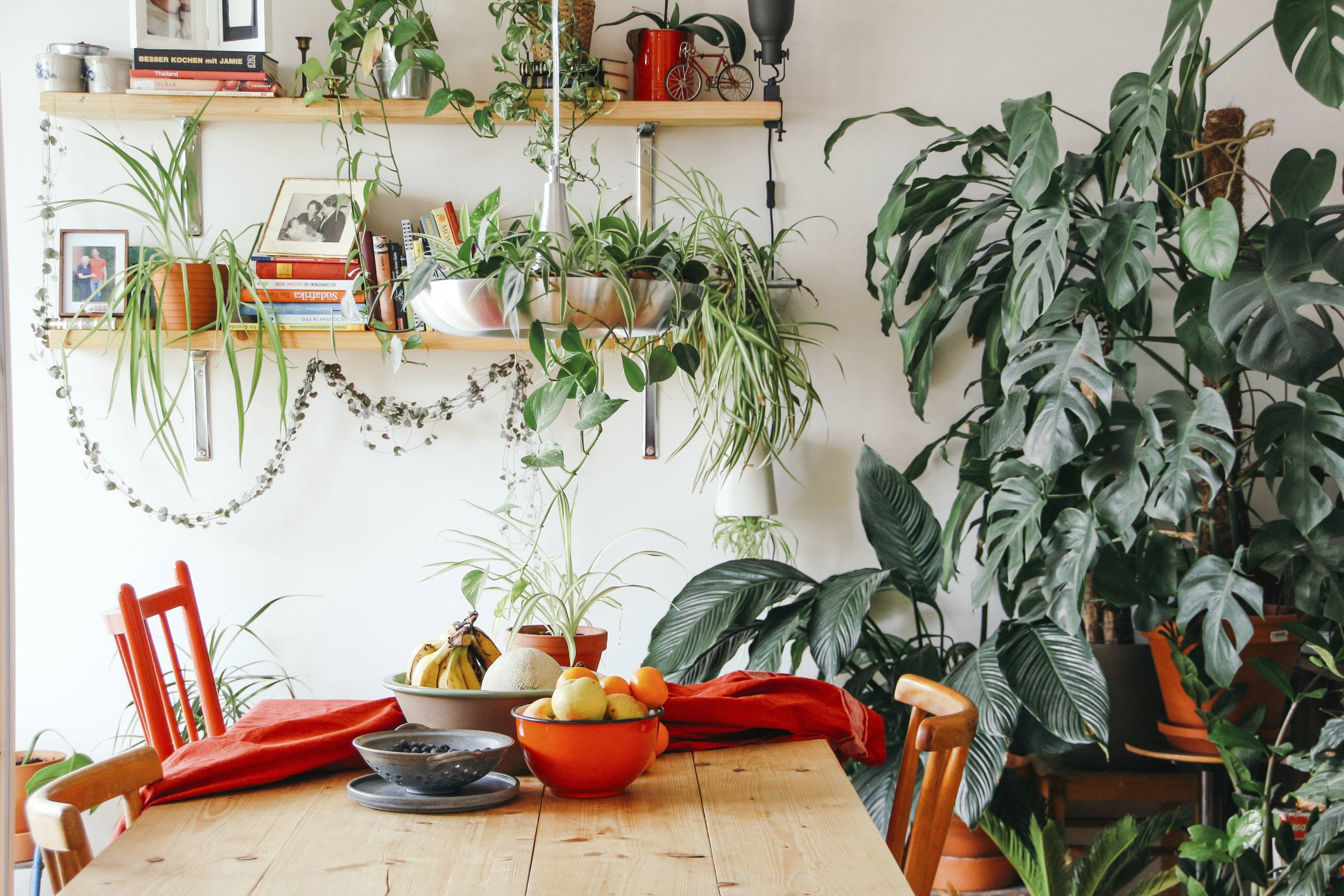 indoor plants by brina blum on unsplash